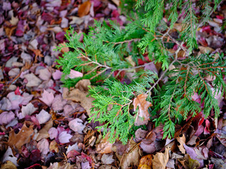 Pine tree growing over fallen autumn leaves in various colors