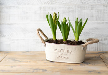 Flower pot with hyacinths and garden tools. Gardening hobby, spring and primroses