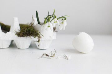 Obraz na płótnie Canvas Happy Easter! Easter rustic still life. Easter egg shells with blooming snowdrops and moss on aged white wooden table. Simple stylish festive decoration on table. Space for text