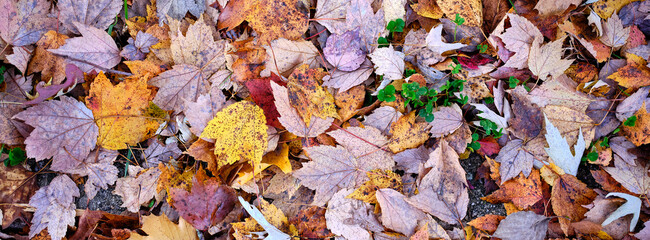 Earth toned and subdued images of fallen autumn leaves
