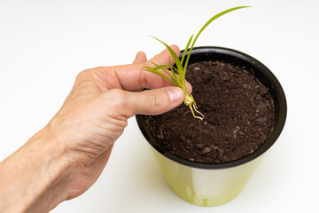 man's hand planting a plant sprout in a pot