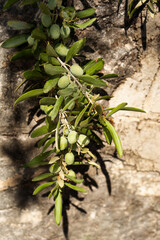 Fototapeta na wymiar Olive branch with fruits on the background of a stone wall