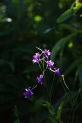 The forking larkspur (lat. Consolida regalis), of the buttercup family (Ranunculaceae). Central Russia.