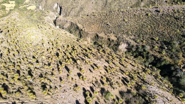 The best of Peru: Bosque De Puyas Raimondi in Ayacucho - Vilcas Huam&aacute;n
