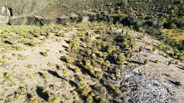 The best of Peru: Bosque De Puyas Raimondi in Ayacucho - Vilcas Huam&aacute;n