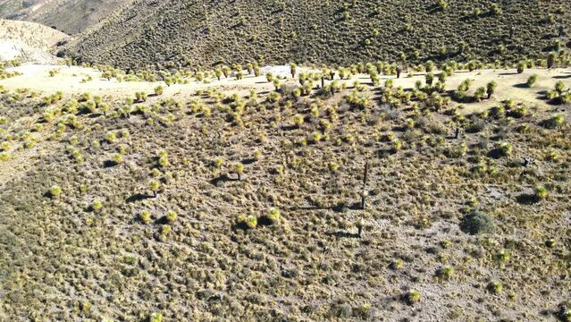 The best of Peru: Bosque De Puyas Raimondi in Ayacucho - Vilcas Huam&aacute;n