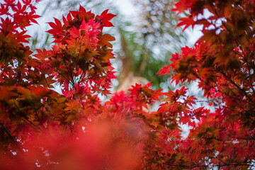 Selected focus shot of red tree Acer palmatum