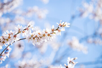 Close up of flowering almond tree against blue sky