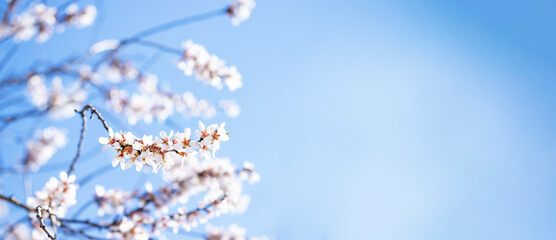 Flowering almond tree against bright blue sky