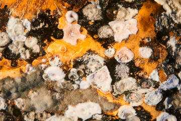 Mold on the surface of the pumpkin