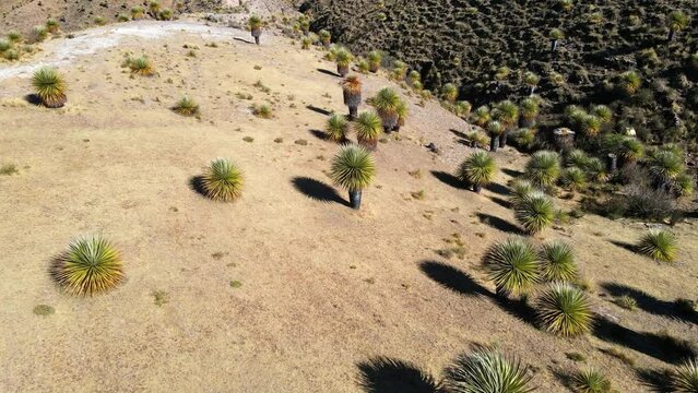 The best of Peru: Bosque De Puyas Raimondi in Ayacucho - Vilcas Huam&aacute;n