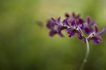 Fototapeta premium flowers in the garden