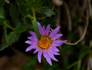 Obraz premium Flowers