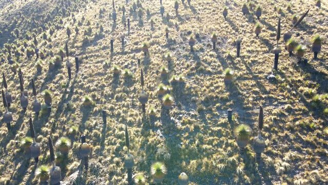 The best of Peru: Bosque De Puyas Raimondi in Ayacucho - Vilcas Huam&aacute;n