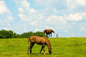Foal and Mare grazing in the pasture