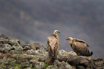 Griffon vulture in the Bulgaria mountains. Vultures on the top of rock. Scavengers during winter. European nature. Duel between vultures.