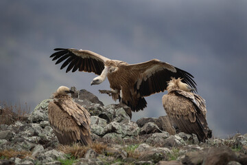 Griffon vulture in the Bulgaria mountains. Vultures on the top of rock. Scavengers during winter. European nature. Duel between vultures.