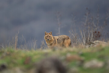 Golden jackal looking for food. Adult jackal in the Rhodope mountains. European wildlife. 
