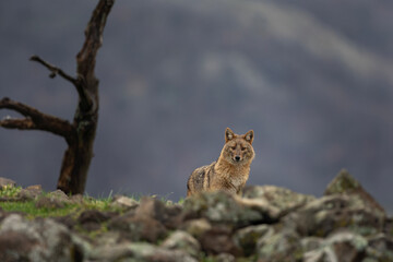 Golden jackal looking for food. Adult jackal in the Rhodope mountains. European wildlife. 
