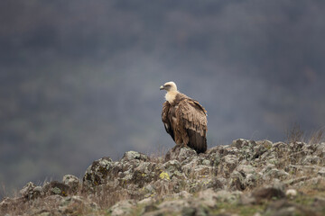 Griffon vulture in the Bulgaria mountains. Vultures on the top of rock. Scavengers during winter. European nature. Duel between vultures.