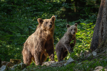 Naklejka na ściany i meble Brown bears in the slovenia wood. Female of brown bear with cubs. European wildlife. 