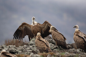 Griffon vulture in the Bulgaria mountains. Vultures on the top of rock. Scavengers during winter....