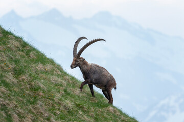 Alpine ibex in the switzerland alps. Male of ibex in the Europe. European wildlife. 