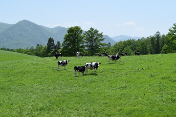 牛の放牧 月山高原牧場 山形県