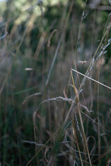 grass in the wind