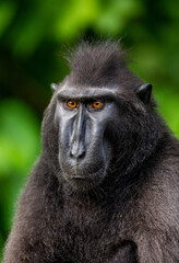 Portrait of a сelebes crested macaque. Close-up. Indonesia. Sulawesi.