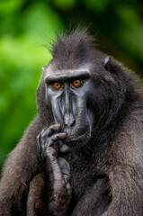 Portrait of a сelebes crested macaque. Close-up. Indonesia. Sulawesi.