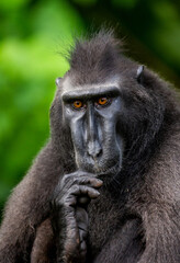 Portrait of a сelebes crested macaque. Close-up. Indonesia. Sulawesi.
