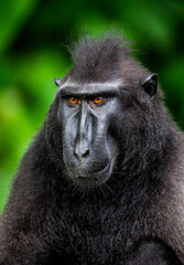Portrait of a сelebes crested macaque. Close-up. Indonesia. Sulawesi.