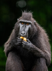 Celebes crested macaque is eating fruit. Indonesia. Sulawesi.