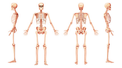 Skeleton Human front back two sides view with arms open pose ventral, lateral, and dorsal views. Set of realistic flat natural color concept Vector illustration of anatomy isolated on white background - obrazy, fototapety, plakaty