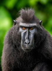 Portrait of a сelebes crested macaque. Close-up. Indonesia. Sulawesi.