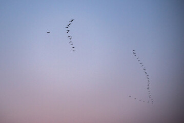 birds in flight, sunset