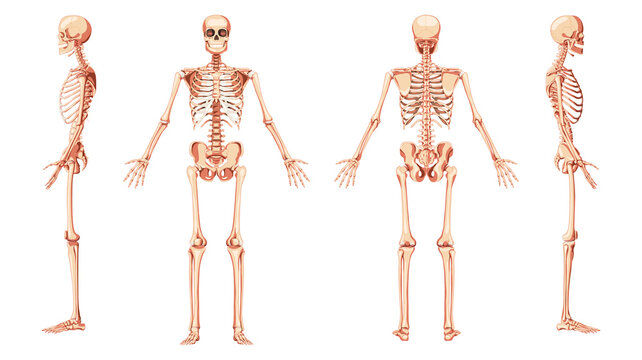 Skeleton Human front back two sides view with arms open pose ventral, lateral, and dorsal views. Set of realistic flat natural color concept Vector illustration of anatomy isolated on white background