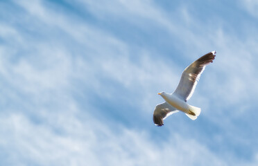 Obraz premium A photo of a beautiful sea gull. A photo of a beautiful sea gull.