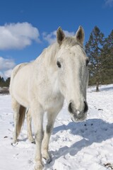 Obraz na płótnie Canvas Close up of a white horse.