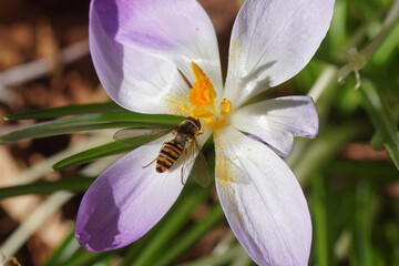 Close up Marmalade Fly (Episyrphus balteatus) on a purple flowering crocus in the sun between the withered fern leaves in a Dutch garden. Family Iridaceae. Late winter, February