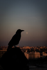 crow on the roof