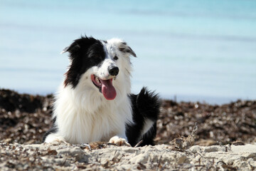 blue, border collie