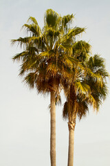 palmeras
