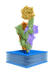 The Covid spike protein is shown embedded in a patch of stylized membrane, with one of the three subunits (green) bonded its host ACE2 receptor protein (gold).