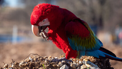 Green Wing Macaw, red-and-green macaw or green-winged macaw, Ara chloropterus