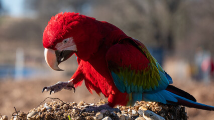 Green Wing Macaw, red-and-green macaw or green-winged macaw, Ara chloropterus