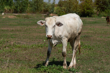 Naklejka na ściany i meble Close up portrait of cow in farm background. Cows standing on the ground with farm agriculture.