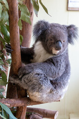 コアラ　オーストラリア ケアンズにて