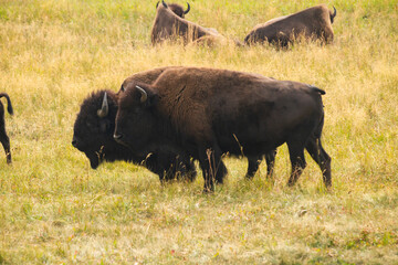 American buffalo in the field